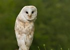 6 Barn Owl